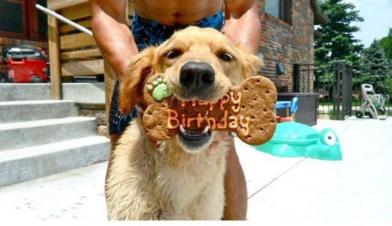 animals_that_are_having_the_best_birthday_ever
