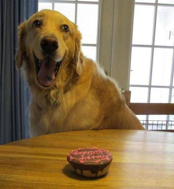 animals_that_are_having_the_best_birthday_ever