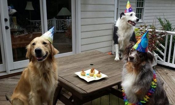 animals_that_are_having_the_best_birthday_ever