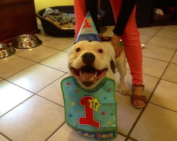 animals_that_are_having_the_best_birthday_ever