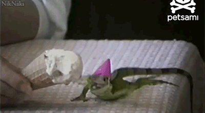 animals_that_are_having_the_best_birthday_ever
