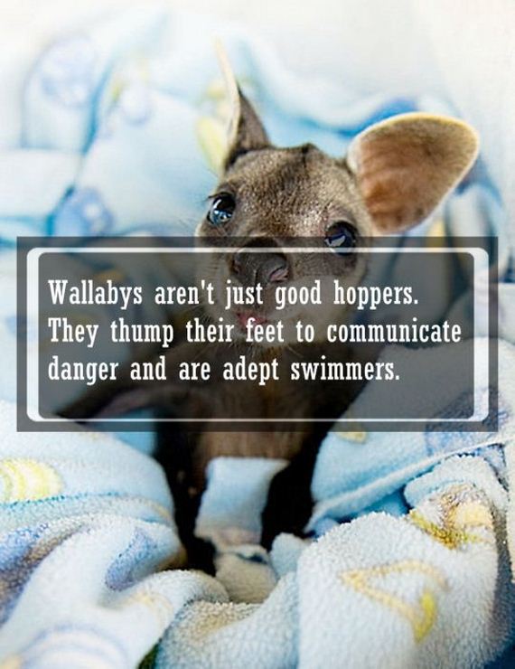 awwducational