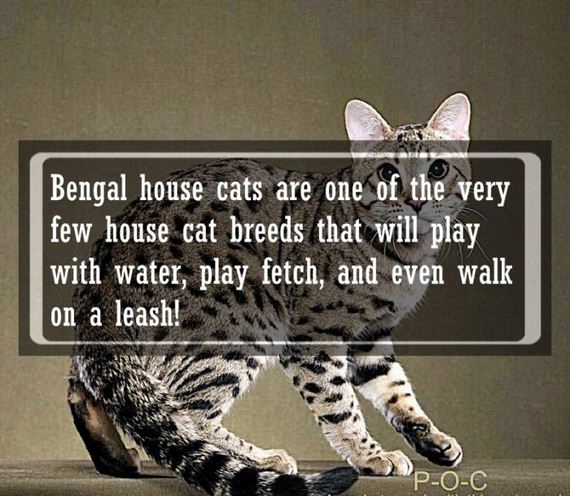awwducational