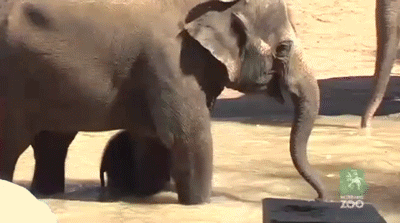 baby-elephants-learning