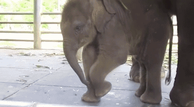 baby-elephants-learning