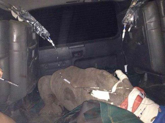 baby-rhino-saved