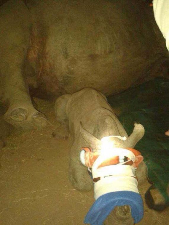 baby-rhino-saved