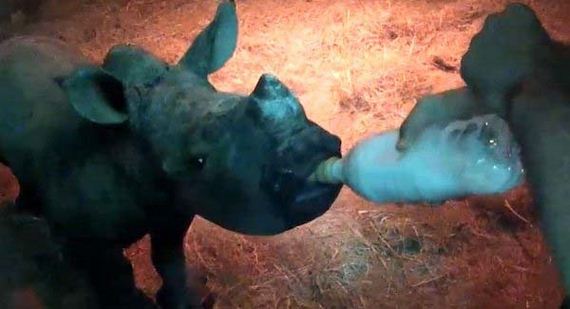 baby-rhino-saved