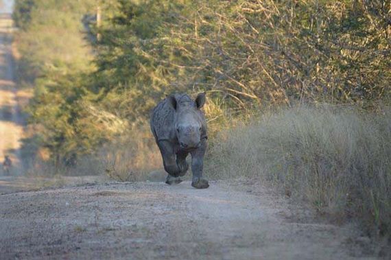 baby-rhino-saved