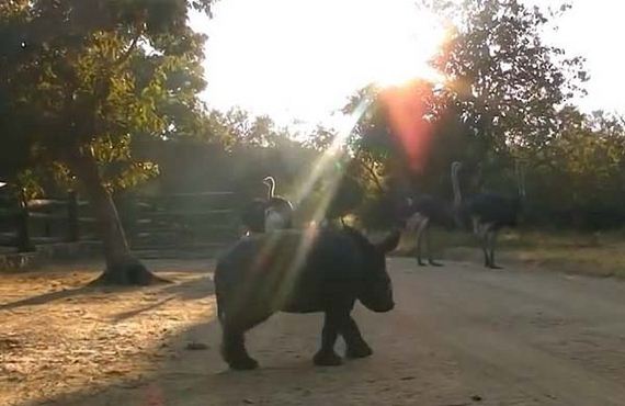 baby-rhino-saved