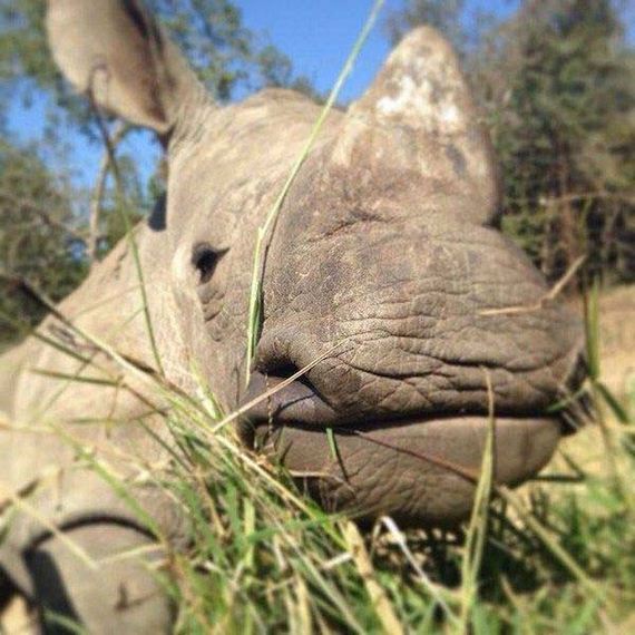 baby-rhino-saved