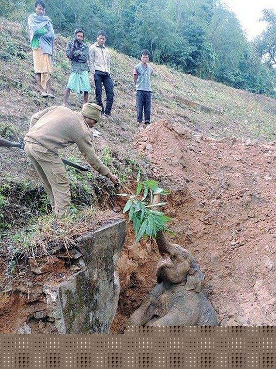 baby_elephant