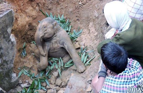 baby_elephant