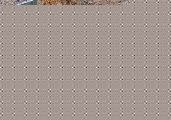 baby_elephant