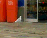 behind_the_gif