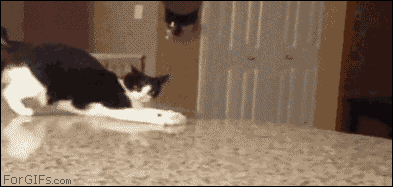 behind_the_gif