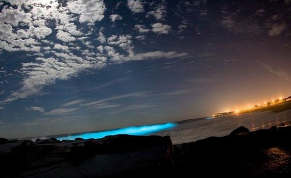 bioluminescence_at_its_best