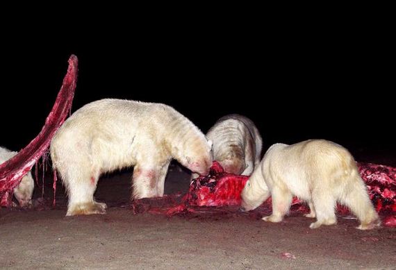 bloody_faced_polar_bears