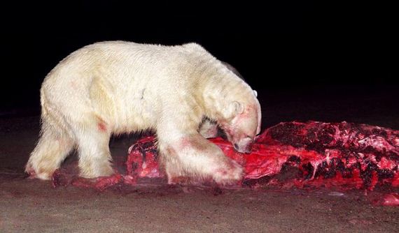 bloody_faced_polar_bears