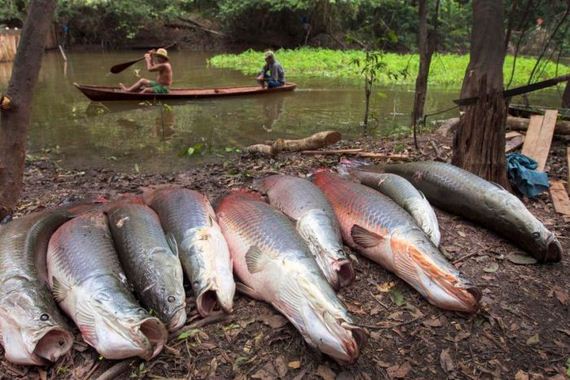 Fishing in Brazil Barnorama