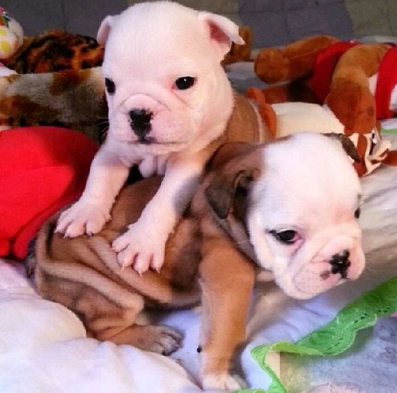 bulldog_puppies