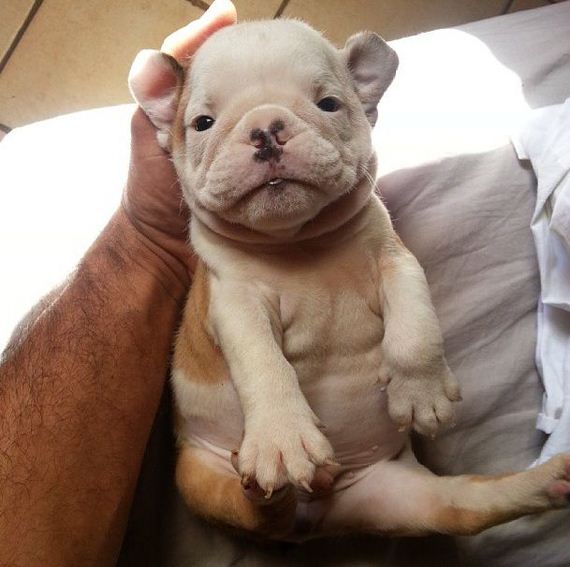 bulldog_puppies