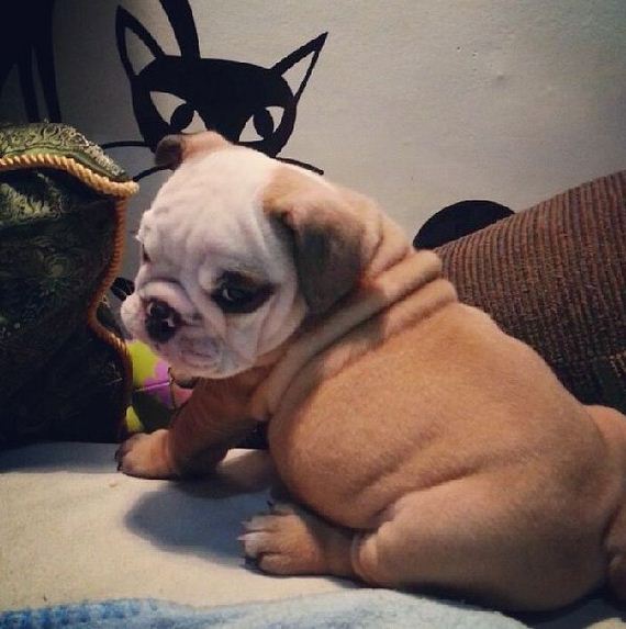 bulldog_puppies
