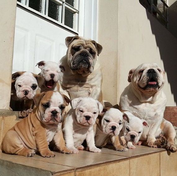 bulldog_puppies