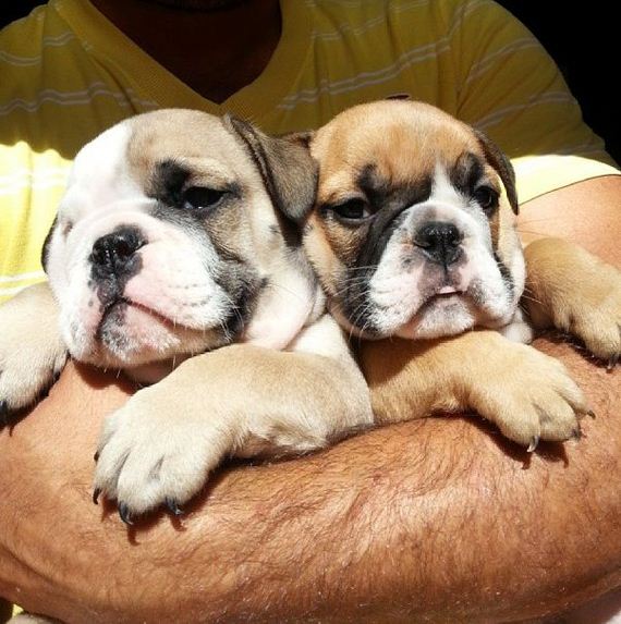 bulldog_puppies