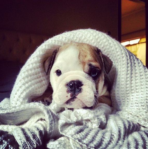 bulldog_puppies