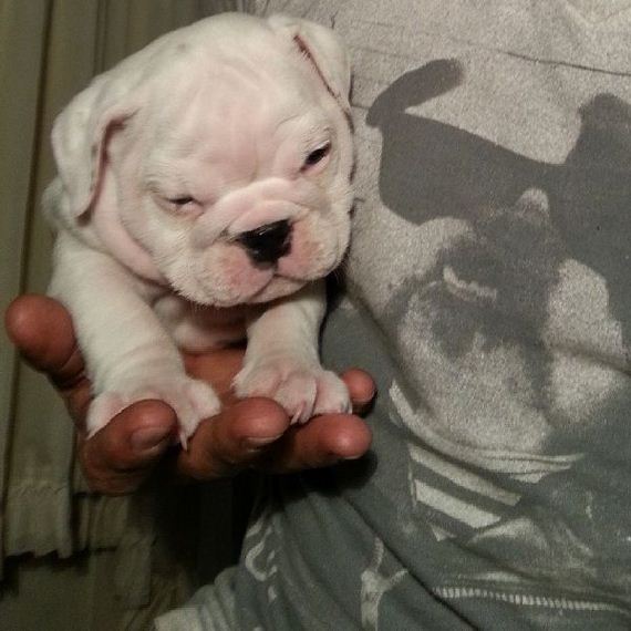 bulldog_puppies
