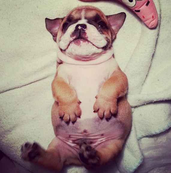 bulldog_puppies