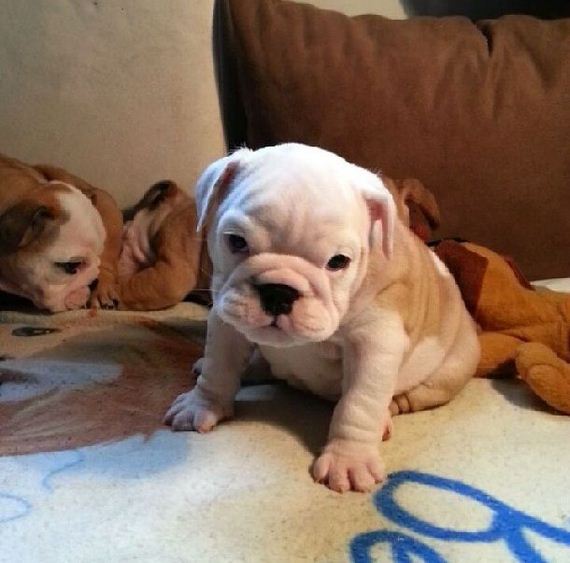bulldog_puppies