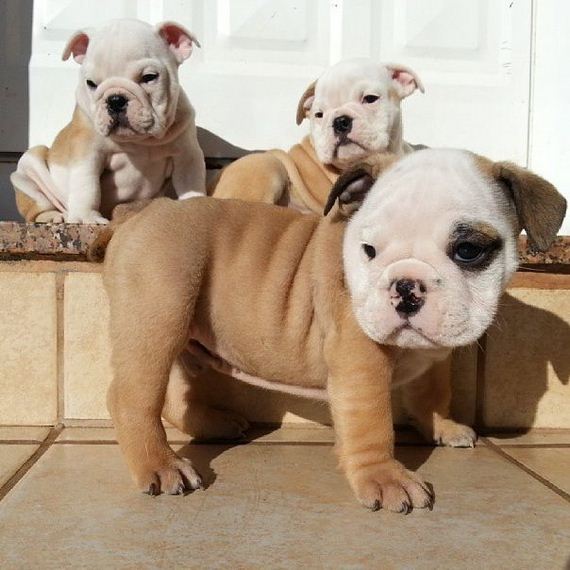 bulldog_puppies