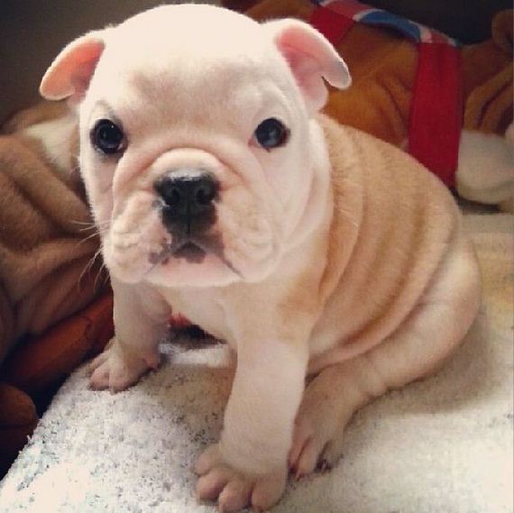 bulldog_puppies
