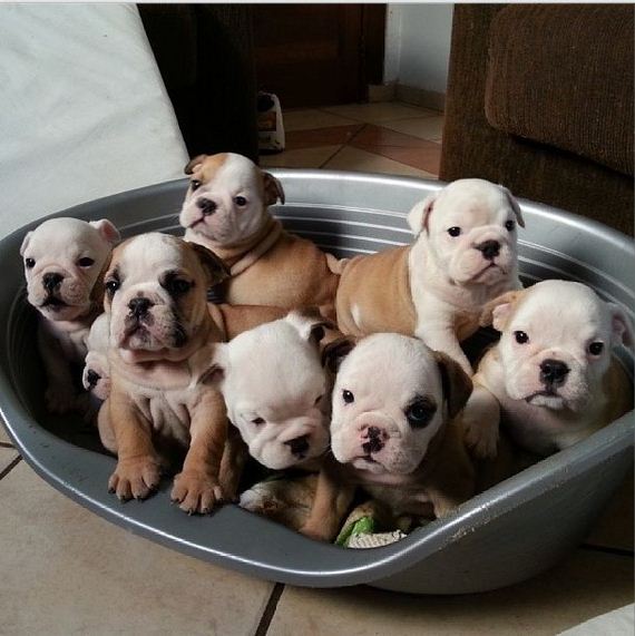 bulldog_puppies