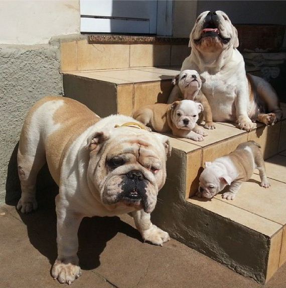 bulldog_puppies