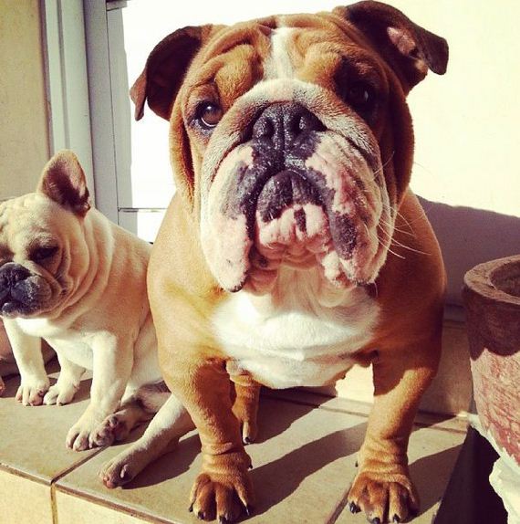 bulldog_puppies
