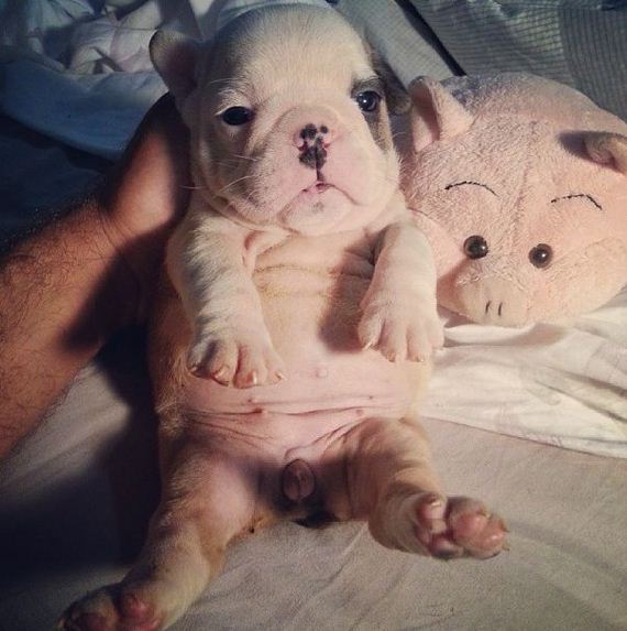 bulldog_puppies