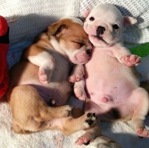 bulldog_puppies