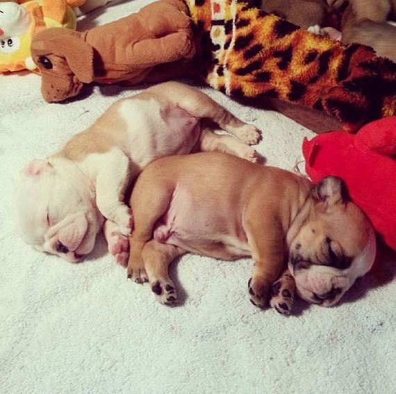 bulldog_puppies