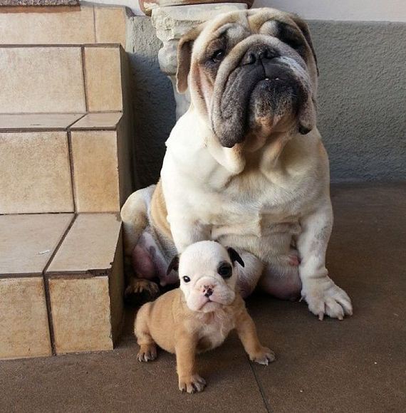 bulldog_puppies