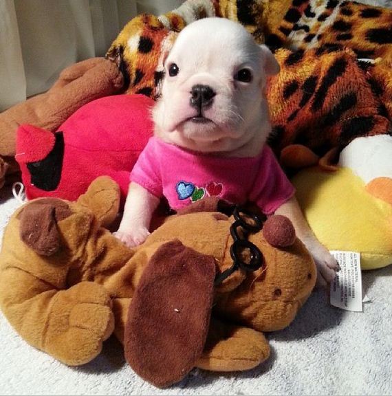 bulldog_puppies