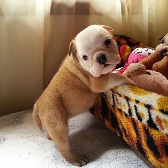 bulldog_puppies