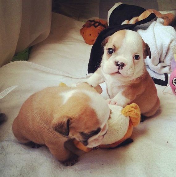 bulldog_puppies