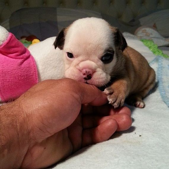 bulldog_puppies