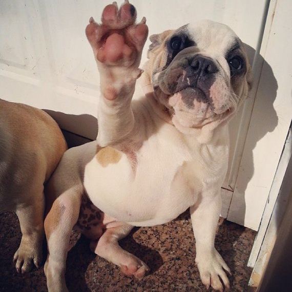 bulldog_puppies