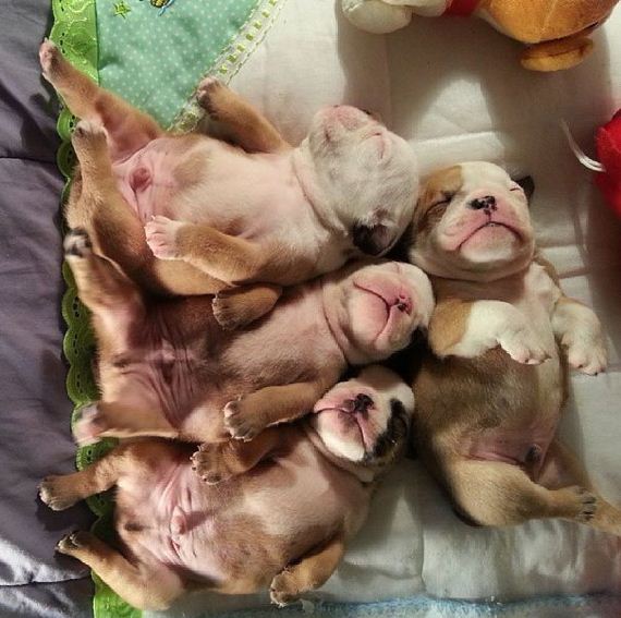 bulldog_puppies