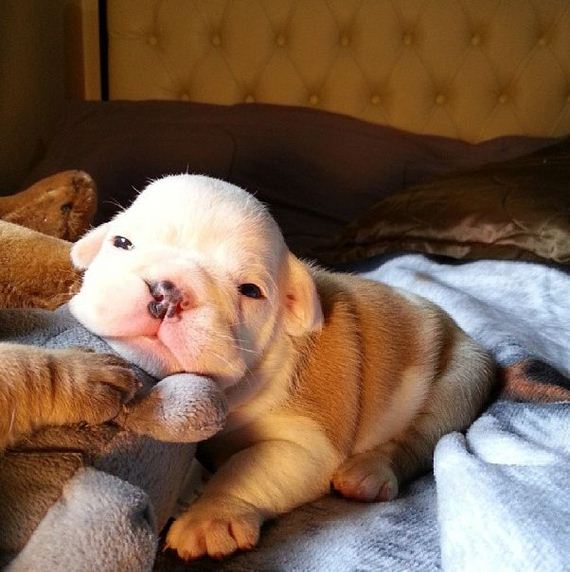 bulldog_puppies