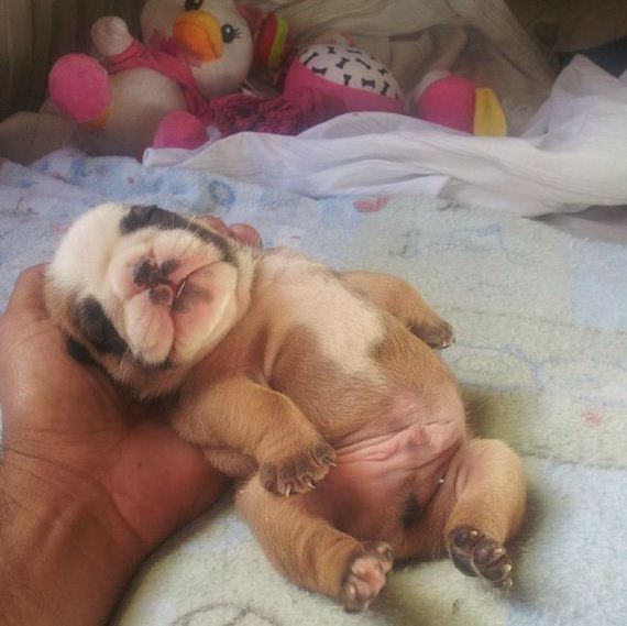bulldog_puppies
